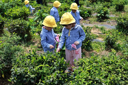 采茶/染布/造香皂…小朋友们把课堂“搬”进春天里！